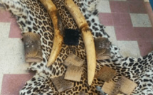 Criminalité faunique: Deux trafiquants arrêtés à Tambacounda