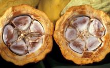 PENJA : il tue  son père pour l'argent du cacao