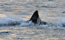 Un homme sauvé par un requin