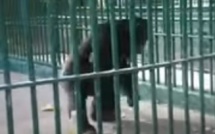 Grosse perte pour le Parc de Hann: le gorille surnommé King Kong mort depuis lundi, une info qu’on semble cacher