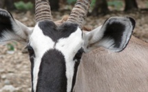 La gazelle, "un fétiche doux", selon un guérisseur