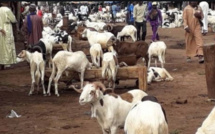 Tabaski / Inéligibilité au sacrifice: Les 13 défauts du mouton