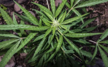 Touba: Plus de 250 grammes de cannabis saisis dans la maison d’un marabout