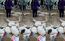 Drame à Sacré-Coeur: Un Vendeur de moutons vient de perdre son cheptel par intoxication alimentaire (Vidéo)