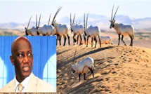 VIDEO - Révélations du Ministre Serigne Mbacké Ndiaye sur le scandale des gazelles Oryx (Vidéo)