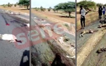 Vidéo - Matam: Des moutons écrasés par un chauffard qui a pris la fuite, regardez
