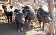 Thiaroye-Sur-Mer: Déguerpis, les éleveurs de porcs crachent leur part de vérité