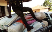 LUTTE CONTRE LE TRAFIC INTERNATIONAL DE STUPEFIANTS: 456 kg de chanvre indien saisis en 24h par la subdivision des Douanes de Fatick