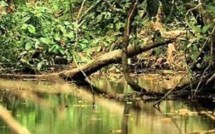 [Video] Gabon 2012: Reportage Sur L'exil De Serigne Touba