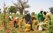 FAO - Au Sénégal, on perd 100 milliards FCfa par an, après les récoltes