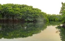 Ziguinchor: 30 millions FCfa des Eaux et Forêts pour la restauration de la Mangrove