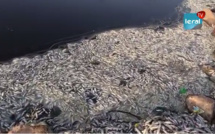VIDEO / Mort de poissons au marigot de Mbao: Les jeunes craignent pour leur avenir et leur devenir
