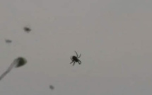 Il pleut des araignées au Brésil