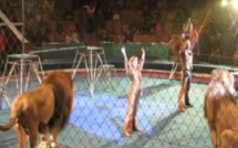 Un lion attaque son dresseur. Regardez !