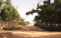 Zone des Niayes -  Attribution de plus de 13ha aux administrateurs territoriaux à Déni Guedj : l’Etat viole le code forestier