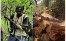 Coupe illicite de bois : Le pire évité de justesse entre agents des Eaux et Forêts et MFDC du camp de Mongone