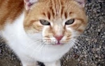 Un chat perturbe une cérémonie présidée par Macky Sall
