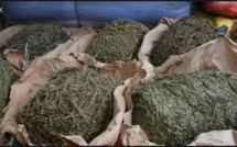 Grand-Yoff : Des "trafiquants" de drogue arrêtés