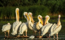 Mort de 750 pélicans blancs dont 740 jeunes et 10 adultes au Parc de Djoudj
