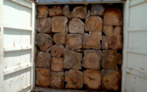 Trafic de bois de Casamance / 22 containers saisis, un suspect arrêté: La Gambie "s'achète" une bonne conduite