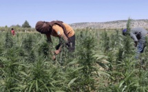 Kolda: Un Guinéen tombe avec 100 kg de cannabis