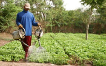Echecs successifs de la campagne agricole: Les paysans du Saloum soupçonnent Macky Sall de soutenir le ministre de l’Agriculture