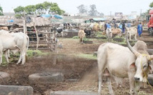 Vive tension au parc des gros ruminants de Diamaguène Sicap Mbao: Les éleveurs interpellent le Président Macky Sall