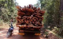 Casamance: Chaude traque aux trafiquants de bois jusqu’à la frontière gambienne