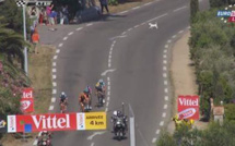 (Vidéo) Un chien s'échappe, le peloton frôle la catastrophe