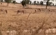 Alerte danger sur l’autoroute « Ilaa Touba » : les ânes à l’aise comme en terrain conquis sur certains axes