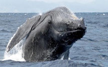 Histoire incroyable, pourtant confirmée: Un pêcheur avalé par une baleine s'en sort miraculeusement