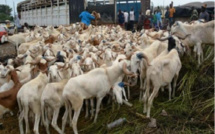 Menace pour la Tabaski : Vers le boycott du transport des moutons