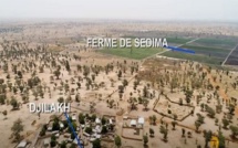 Conflit Ndengler - SEDIMA qui vire vers Ndengler – Djilakh: Enquête exclusive sur les dessous d’un amer  litige foncier