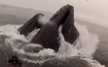 Vidéo: Ils ont failli se faire avaler par deux baleines devant la caméra. Regardez