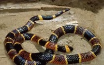 Un serpent jaillit de la chaise anglaise au moment où elle faisait ses besoins…