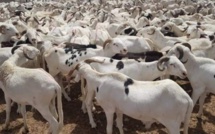 Tabaski 2021: 35 points d’approvisionnement en moutons, déjà installés