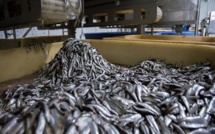 Usine de poissons Omega Pelagic à Sandiara (Mbour): Des travailleurs licenciés, le directeur traîné en justice