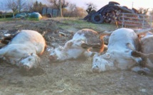 Khombole: Un berger perd une trentaine de vaches par intoxication alimentaire