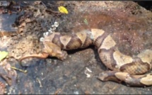 [Vidéo] Un serpent meurt après s’être fait couper la tête. Regardez (âmes sensibles s’abstenir)