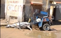 [Vidéo] Un cheval mort électrocuté à Saint Louis, le propriétaire parle de….