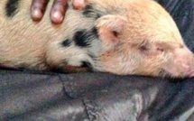 Balotelli adopte un cochon