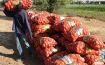 Oignons: Les producteurs sollicitent l’aide de l’Etat