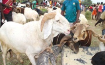 Le "tanku ndieukké", ce casse-tête des jeunes mariées
