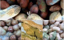 Le Bassin arachidier face aux conséquences annuelles d’une contamination : 62 milliards perdus du fait de l’aflatoxine