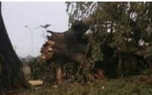 Fortes pluies à Diass: Un baobab s’effondre sur plusieurs maisons