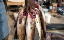 Rareté du poisson: Même les vendeurs tirent le diable par la queue
