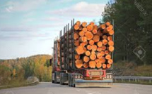 Arrestation d’un camion remorque chargé de bois à Sansamba-Sèdhiou  : Les jeunes s’érigent en boucliers contre le trafic