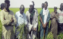 Situation délétère des agriculteurs de Dande Maayo, Guanguel et Padalal : L’ADID manifeste toute sa désolation