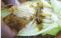 Kolda / La production agricole menacée: Des insectes ravageurs attaquent les céréales