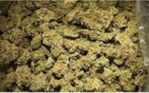 Saisie de 500 g et 19 cornets de chanvre indien